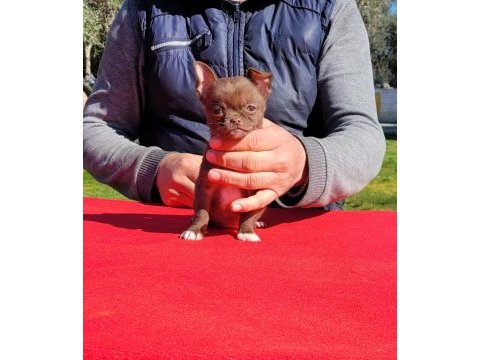 Teacup erkek şivava yavrular