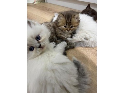Scottish longhair yavrularımız ailelerini bekliyor