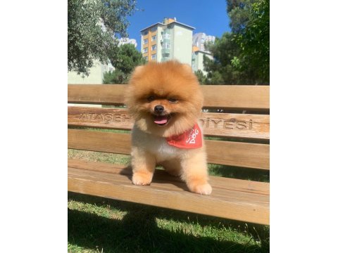 Orjinal ayı surat pomeranian boo yavrular