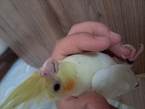 Yavru sultan papağanı bebek