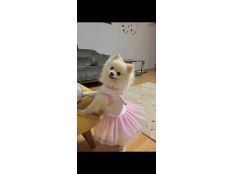 Pomeranian boo kızımız