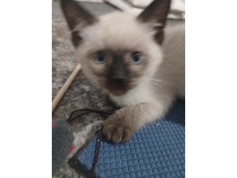 Safkan 3.5 aylık erkek siyam tüm eşyaları ile birlikte