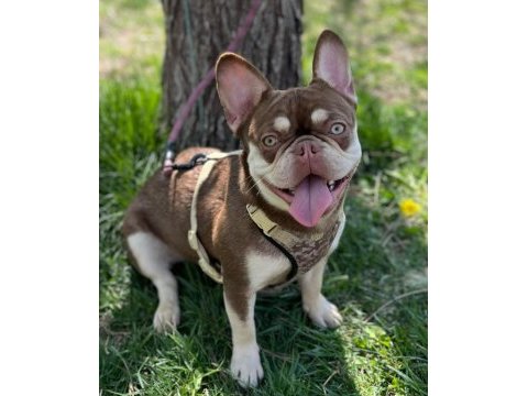French bulldog köpeği