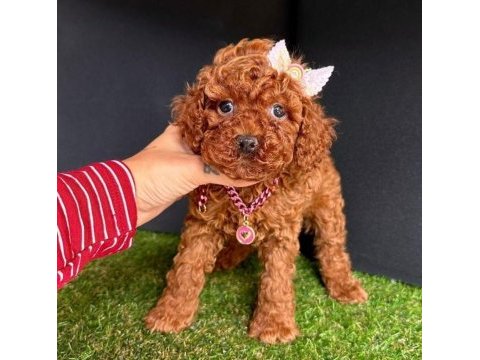 Kore toy poodle