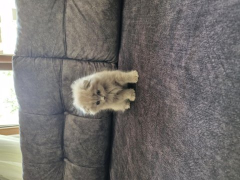 Minik scottish fold hanım yeni yuvasını arıyor