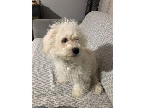 Sahiplendirilecek köpeğimiz