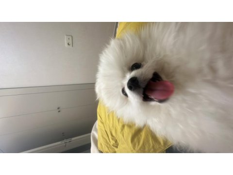 Pomeranian yavrumuz pamuğa yeni aile arıyoruz