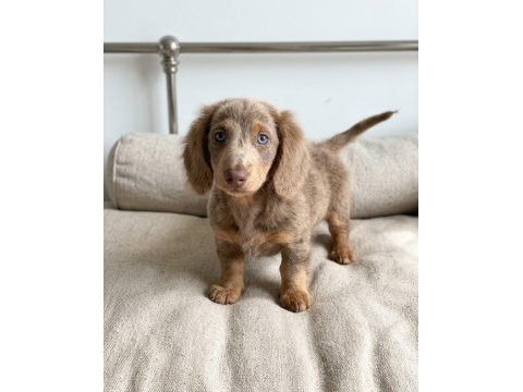 Göz kamaştıran nadir bulunan ısabella dachshund longhair
