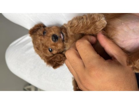 2 aylık sağlıklı ped eğitim dişi redbrown toy poodle