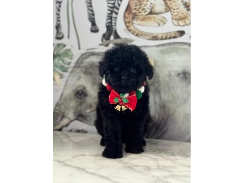 2 aylık siyah dişi maltipoo yavru