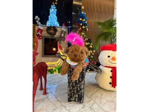 Minnoş maltipoo bebeklerimiz