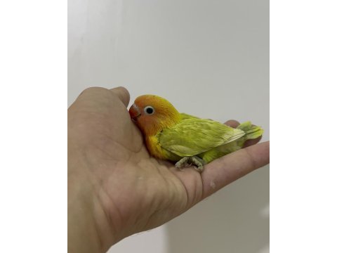 El besleme yavru cennet ve sevda yavrular