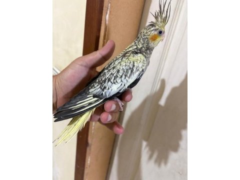 43 günlük akıllı sultan papağanı bebek