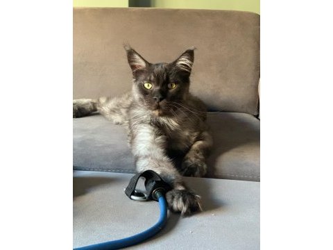 Maine coon sahiplendirilecektir