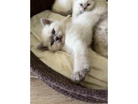 Harika british shorthair yavrularımız yeni yuvasını bekliyor
