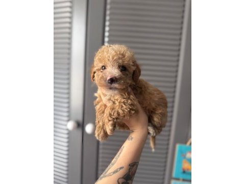 Sevimli maltipoo yavrularımız