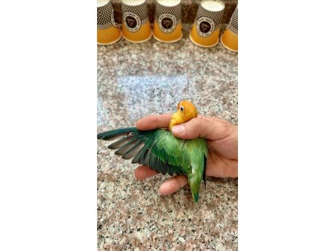 Cennet papağanı yavru (üst mutasyon)