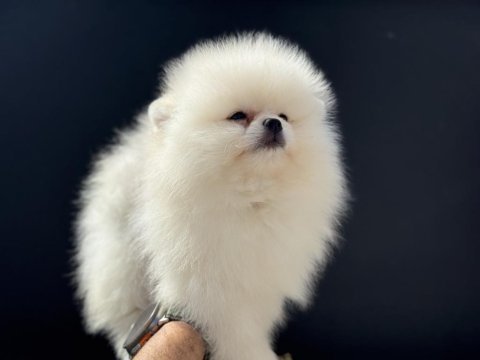 Petmode köpek çiftliğinden pomeranian yavrular