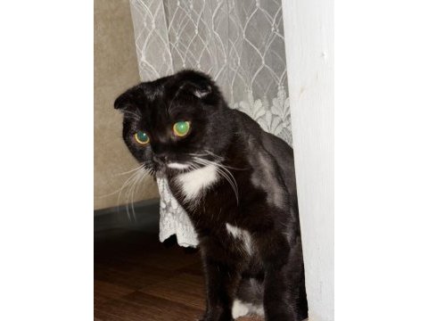 Ücretsiz yuva arıyoruz scottish fold