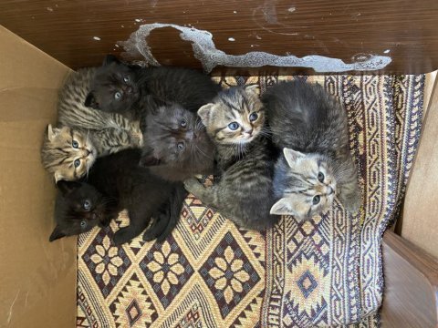 Yavru bebişler british shorthair