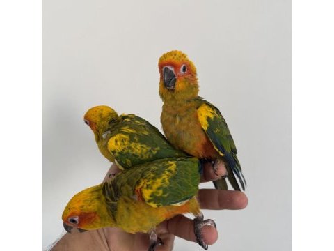Bebek güneş konur papağanları