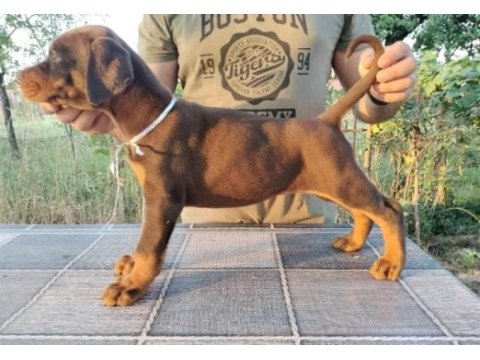 Siyah ve kızıl safkan doberman yavruları