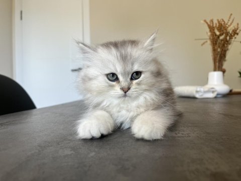 British longhair uzun tüylü
