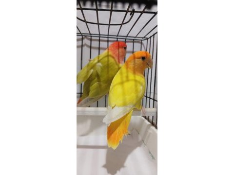 Yavru garantili hazır takım sevda papağanı opaline çift