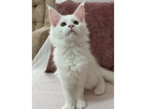 Kar beyazı bir güzellik maine coon
