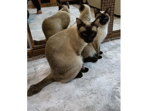 1 dişi 1 erkek siyam kedilerim (kısır)