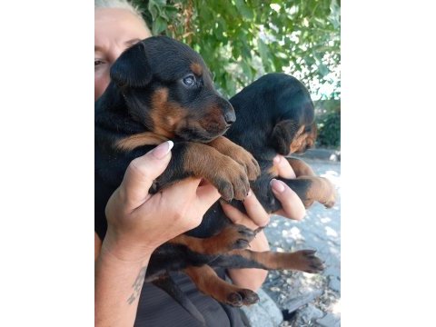 Irk ve sağlık garanti doberman yavrularım