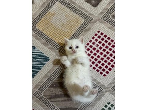 Dünya güzeli british shorthair bebeklerim
