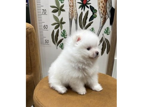 Pomeranian boo