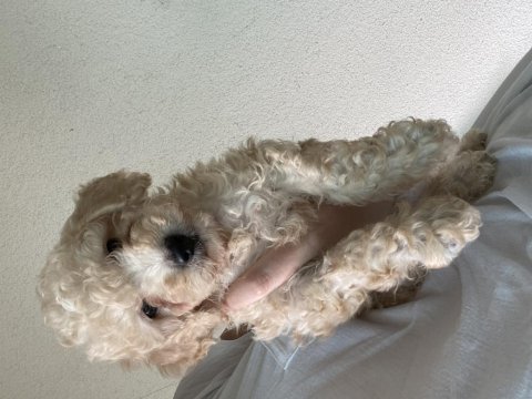 58 günlük poodle