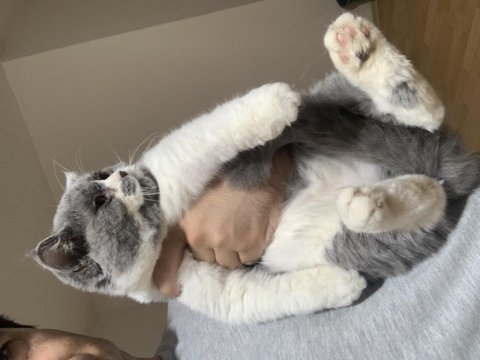 Evden show kalite garantili british shorthair yavrular