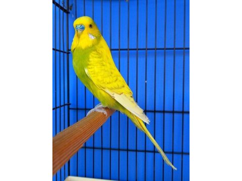Jumbo muhabbet kuşları