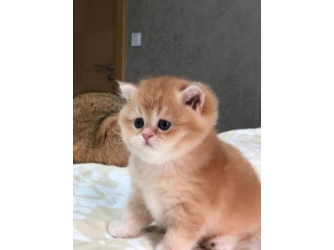 A kalite british shorthair gold yavrular