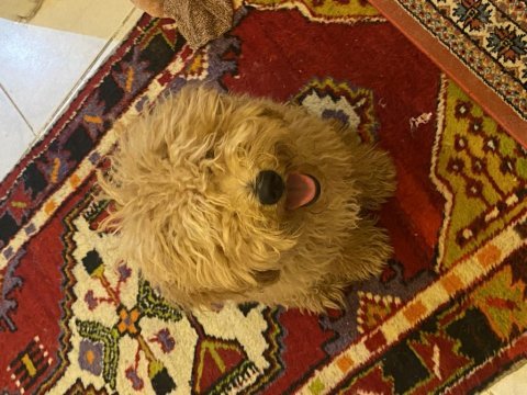 Güzel poodle kızımız
