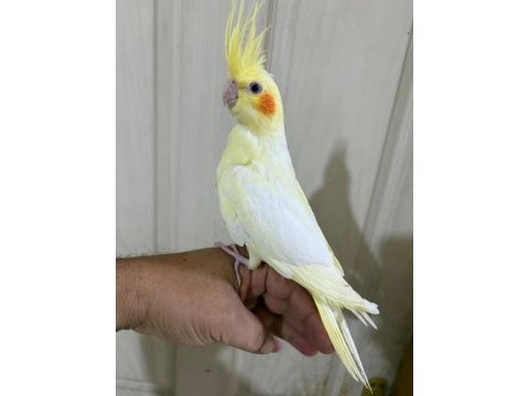 44 günlük uysal lutino bebek sultan papağanı