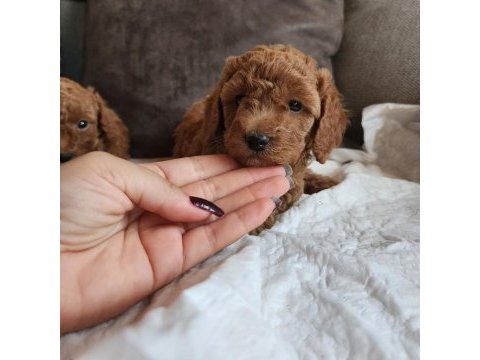Anne altından evde bakılan kore kan mini poodle
