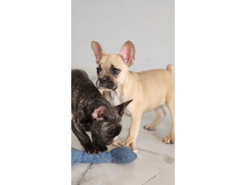 Muhteşem french bulldog yavruları
