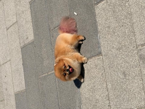 Tosbik köpeğimiz lola