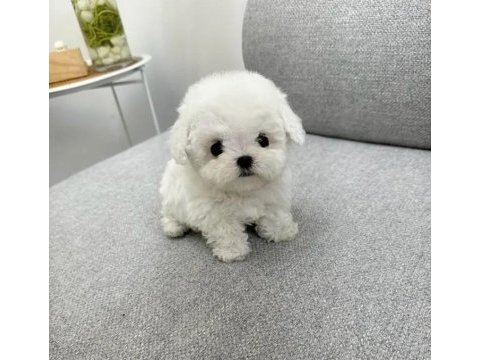 Emsalsiz tea cup morkie bebekler