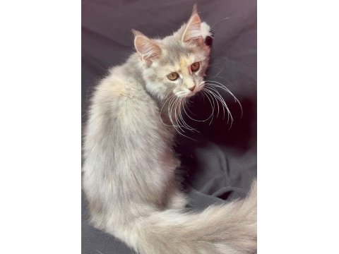 Full şecereli dişi maine coon yavrusu 3 buçuk aylık