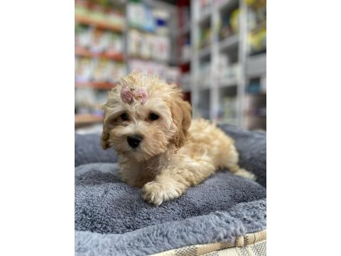 Mini ve standart maltipoo bebekler