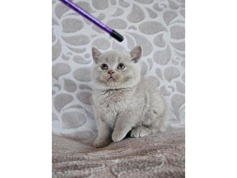 Fawn renk british shorthair yavrularımız