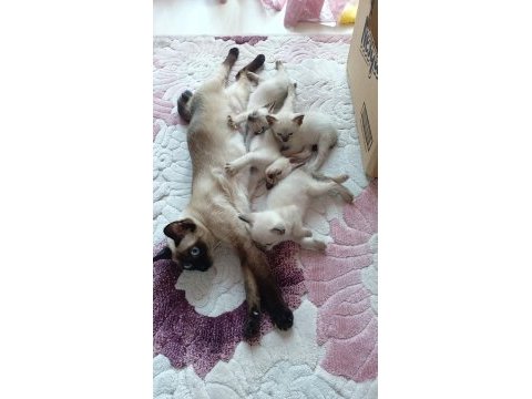 Siyam kedisi kırık kuyruk yavrular