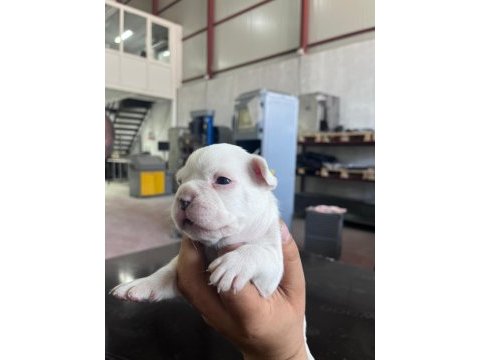 4 erkek ve 1 dişi french bulldog