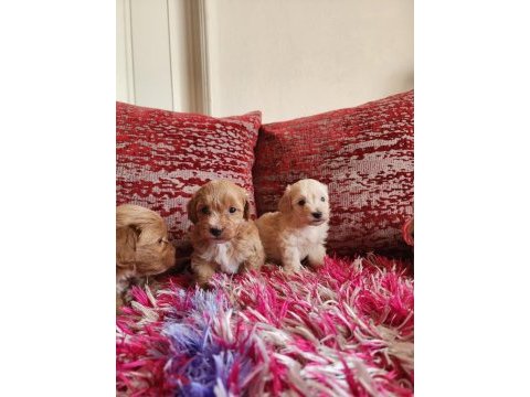 Sağlık ve ırk garantili kore maltipoo