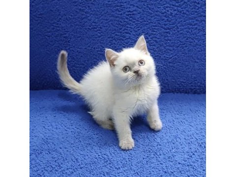 British blue point yavrumuz teslime hazırdır